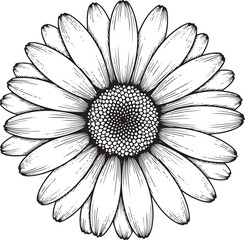 Detailed Black and White Daisy Flower Illustration with Intricate Seed Head.