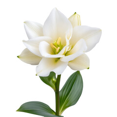 Fototapeta premium Close up of white lily with fully open petals, showcasing its delicate beauty and vibrant green
