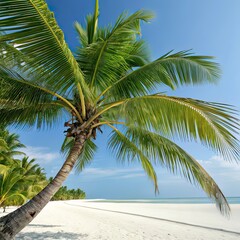 Tropical palm tree illustration