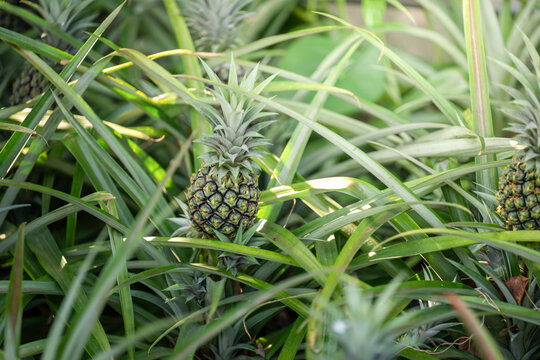 Fresh Pineapples Growing in a Lush Pineapple Garden