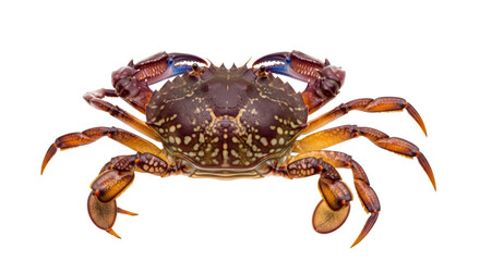 Isolated Brown Crab