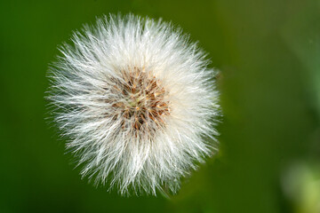 Obraz premium dandelion on green background