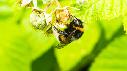 Bumblebee on a Bright Yellow Flower in Summer Garden