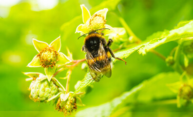 Bumblebee on a Bright Yellow Flower in Summer Garden