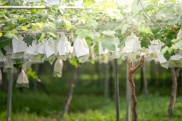 Grapes in Protective Bags within a Vineyard