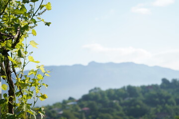 spring in the mountains