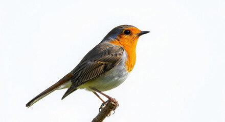 robin on a branch