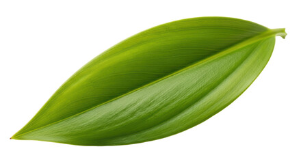 Isolated Leaf