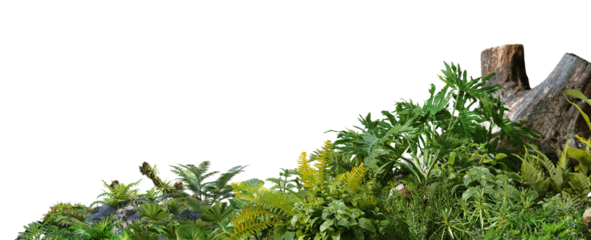 3D render foreground Tropical Plant Green Leaf on transparent background	