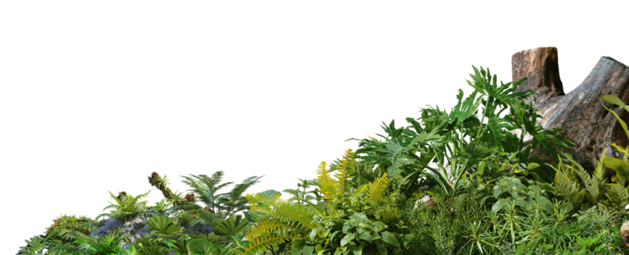 3D render foreground Tropical Plant Green Leaf on transparent background	