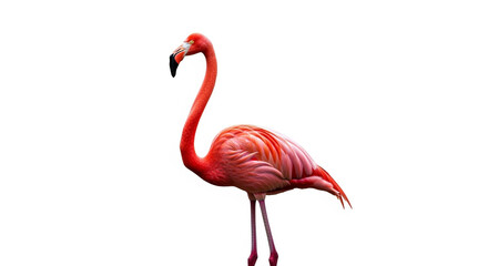 Fototapeta premium pink flamingo isolated on white