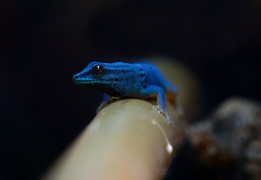 turquoise dwarf gecko