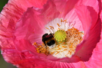 Hummel auf einer Mohnblüte © Andrea