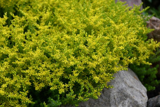 gelb bl&uuml;hender scharfer mauerpfeffer an einem stein
