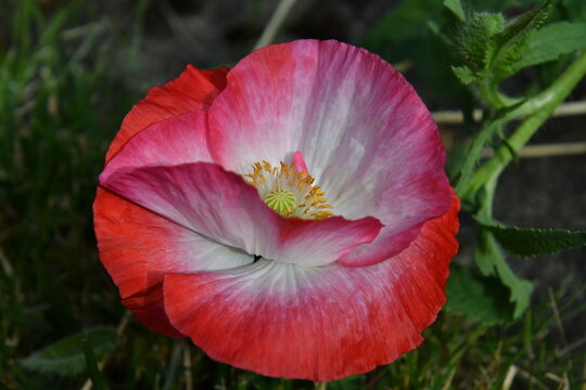rot-wei&szlig;e Blte vom Seidenmohn
