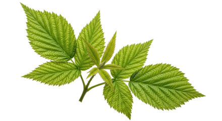 Isolated Raspberry Leaf