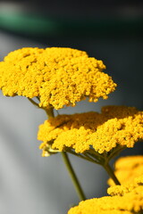Blüten einer Schafgarbe, Goldgarbe © Andrea
