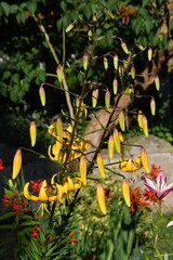 knospen einer türkenbundlilie © Andrea