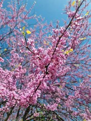 pink cherry blossom