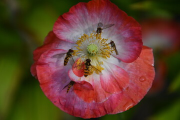 mehrere hainschwebfliegen auf einer mohnblüte
