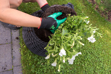 Hands in green garden gloves carefully lower a bush of blooming white petunias with a lump of earth...
