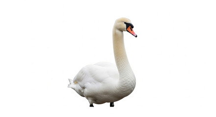 Obraz premium white swan on white background