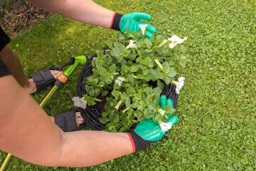 A person in green gardening gloves waters a white petunia in a large dark gray wicker pot using a...