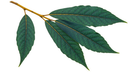 Isolated Branch with Green Leaves