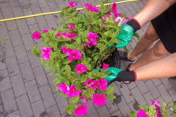 Hands in green gardening gloves care for a lush bush of bright pink petunia growing in a tall black...