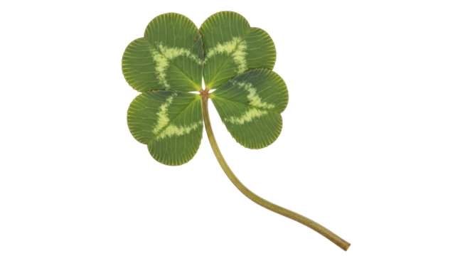 Isolated Four Leaf Clover