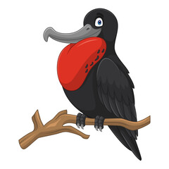 Cartoon frigatebird isolated on white background