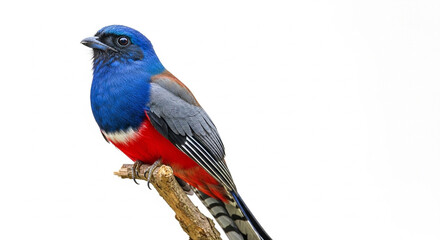 blue and red macaw ara