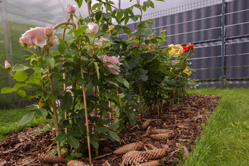 A flowerbed with pink and yellow roses tied to bamboo supports. The surface of the flowerbed is...