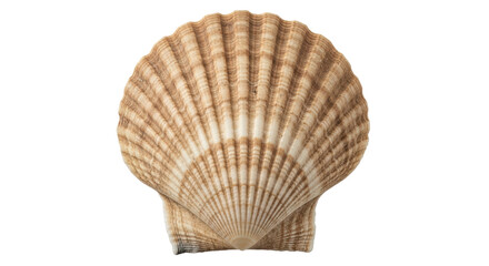 Isolated Scallop Shell