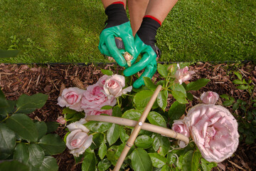 Hands in green gardening gloves install a wooden or bamboo stake to support a bush of pale pink...