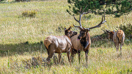 Naklejka premium Tierwelt und Herbstfarben im Rocky Mountain Nationalpark