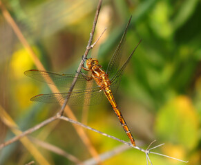 A female Keeled Skimmer Dragonfly - Orthetrum Coerulescens, perched on a twig in its natural environment. Macro photo, selective shallow focus for effect.