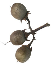 Isolated natural healthy food ingredients: whole walnuts, nutmeg, and hazelnuts with shells on a...