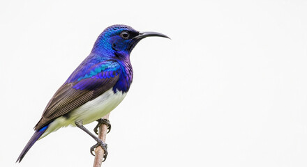 Obraz premium lilac breasted roller isolated