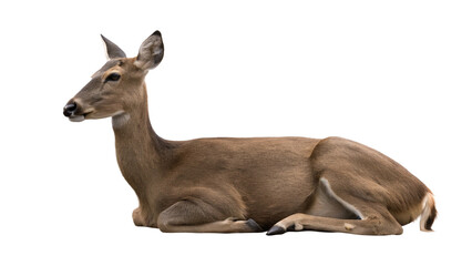 Obraz premium Deer, isolated transparent background