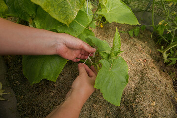Human hands tie a young cucumber plant to a support or trellis with a string. Large green leaves of...
