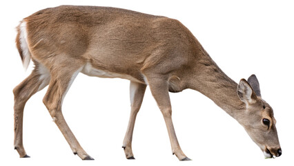 Deer, isolated transparent background