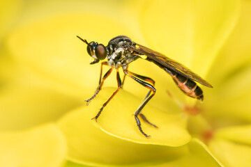 Perched robber fly watching for its next prey on a yellow blurred background