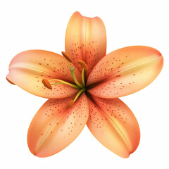 Orange spotted lily flower with stamens isolated on white background