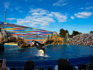 whale jumping in a tank © Andrea
