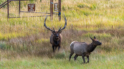 Tierwelt und Herbstfarben im Rocky Mountain Nationalpark