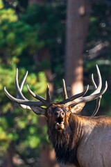 Tierwelt und Herbstfarben im Rocky Mountain Nationalpark