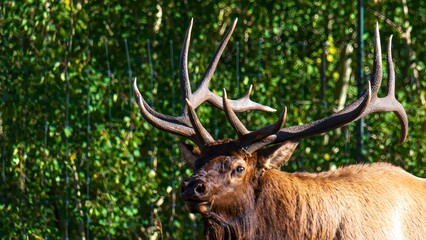 Tierwelt und Herbstfarben im Rocky Mountain Nationalpark