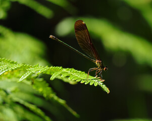 Female Copper Demoiselle - Calopteryx haemorrhoidalis, perched on a fern leaf . Green and shadow natural background. Shallow focus for effect.