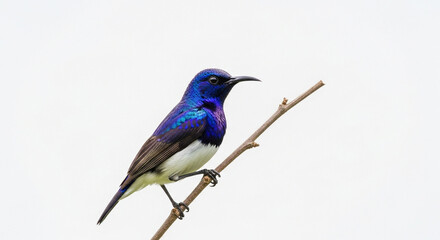 Fototapeta premium lilac breasted roller on a branch